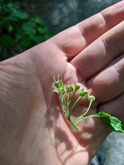 Crataegus macrosperma
