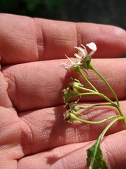 Crataegus macrosperma