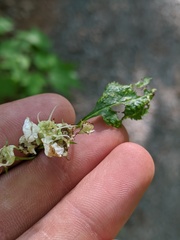 Crataegus macrosperma