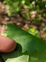 Crataegus macrosperma