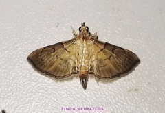 Salbia