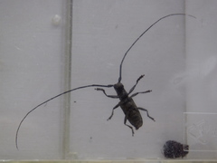 Monochamus subfasciatus