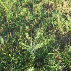 Oenothera cinerea cinerea