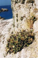 Pachystegia insignis