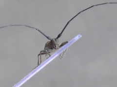 Monochamus subfasciatus