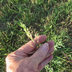 Oenothera cinerea cinerea