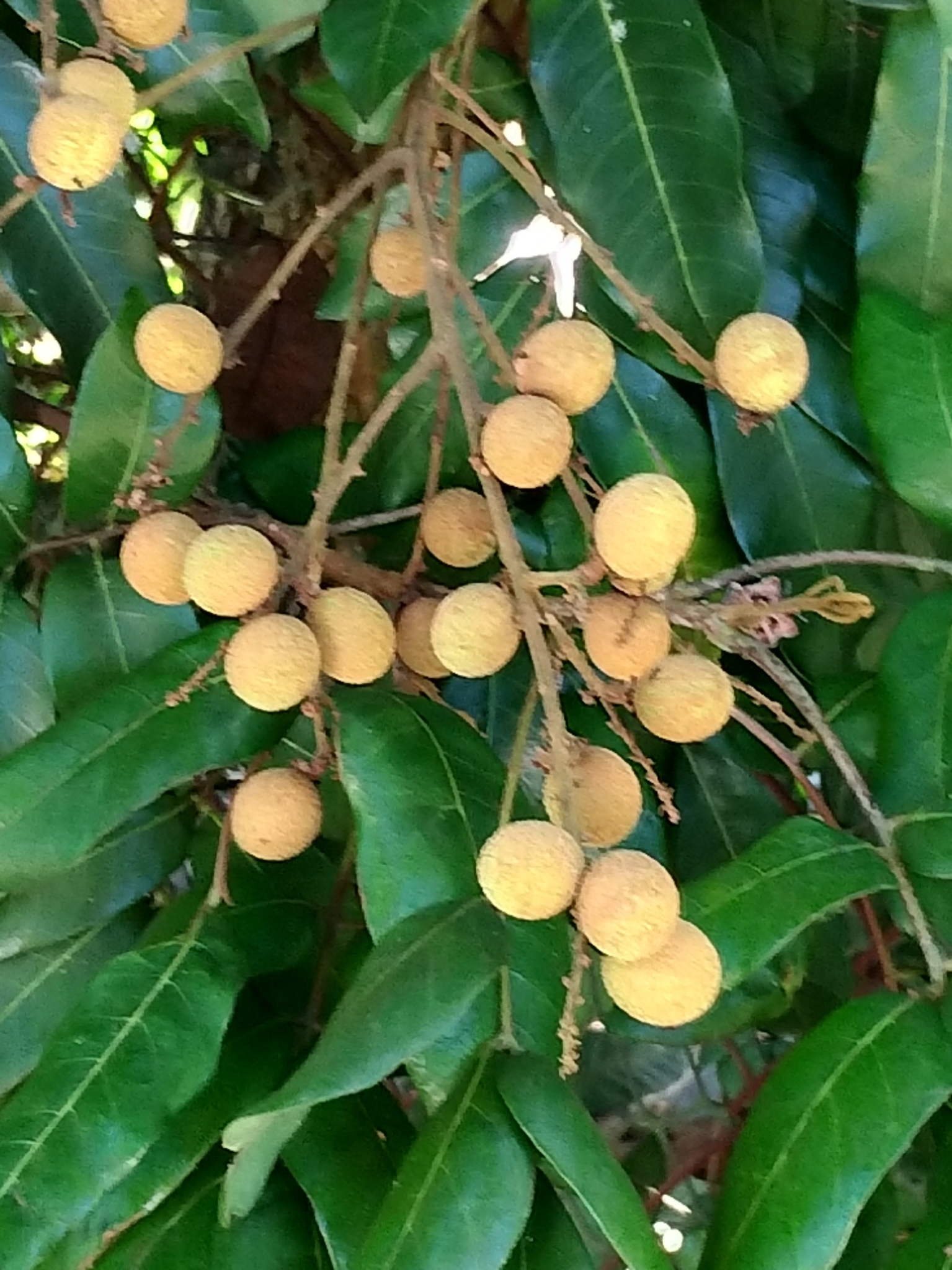 Dimocarpus