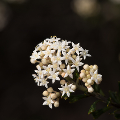Pomaderris obcordata