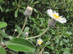 Pachystegia insignis