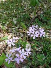 Phlox divaricata divaricata