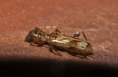 Obrium maculatum