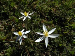 Pauridia serrata albiflora