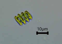 Scenedesmaceae