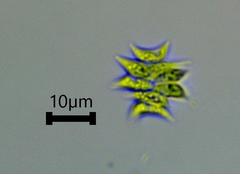 Scenedesmaceae