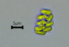 Scenedesmaceae