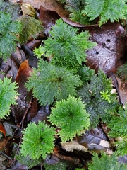 Dendrohypopterygium filiculiforme