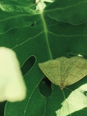 Petrophora subaequaria