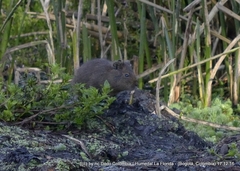 Cavia aperea anolaimae