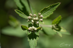 Eupatorium rotundifolium