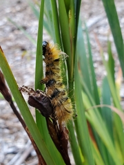 Lophocampa argentata
