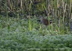 Rallus semiplumbeus