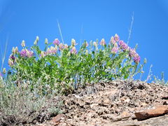 Astragalus laxmannii robustior