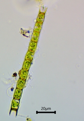 Microspora