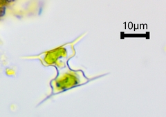 Desmidiaceae