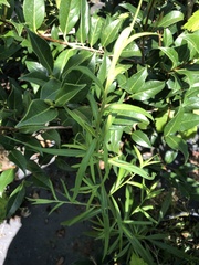 Dulichium arundinaceum