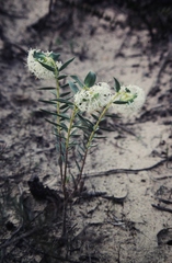 Pimelea floribunda