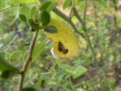 Acmaeodera simulata