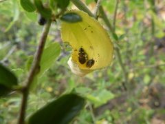 Acmaeodera simulata