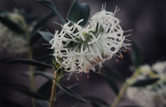 Pimelea floribunda
