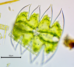 Micrasterias laticeps