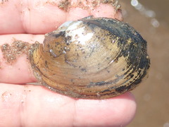 Atlanticoncha ochracea