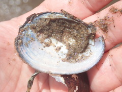 Atlanticoncha ochracea