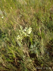 Eremogone longifolia