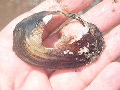 Atlanticoncha ochracea