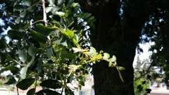 Schinus terebinthifolia