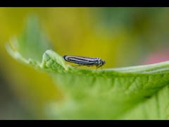 Graphocephala flavovittata