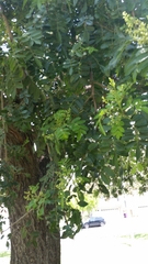 Schinus terebinthifolia