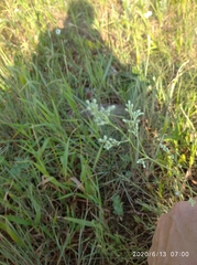 Eremogone longifolia