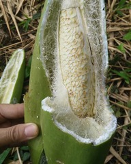 Luffa