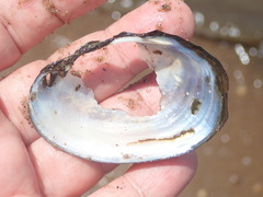 Atlanticoncha ochracea