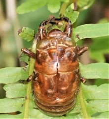 Cryptotympana atrata