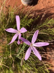 Lygodesmia juncea