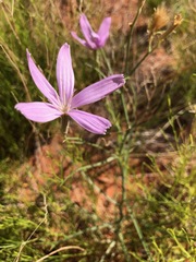 Lygodesmia juncea