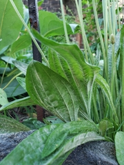 Podosphaera plantaginis