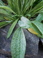 Podosphaera plantaginis