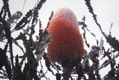 Banksia prionotes